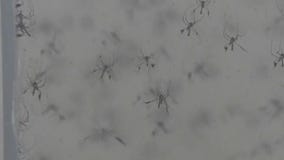 Human case of West Nile Virus in Hays County