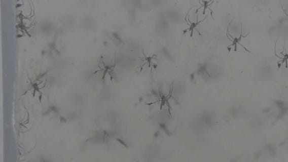 Human case of West Nile Virus in Hays County