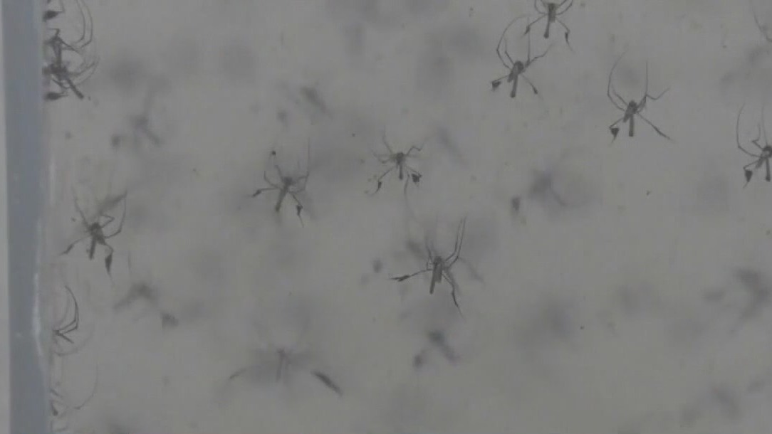 Human case of West Nile Virus in Hays County