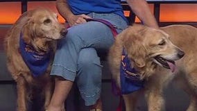 Honey and Sunny Skies at Gold Ribbon Rescue