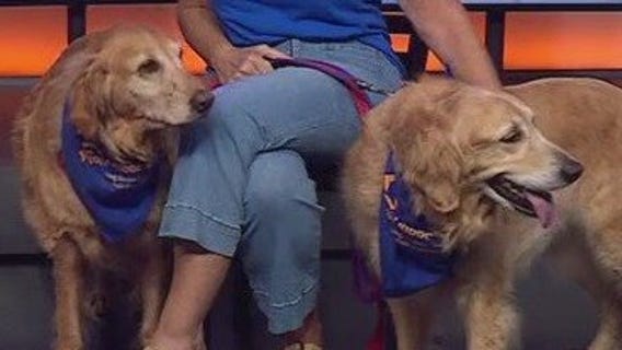 Honey and Sunny Skies at Gold Ribbon Rescue