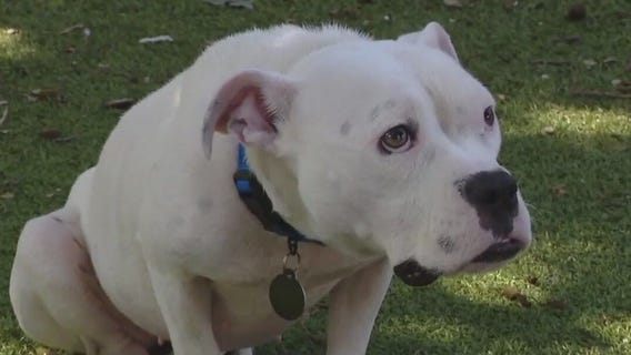 Pet of the Weekend: Moncha