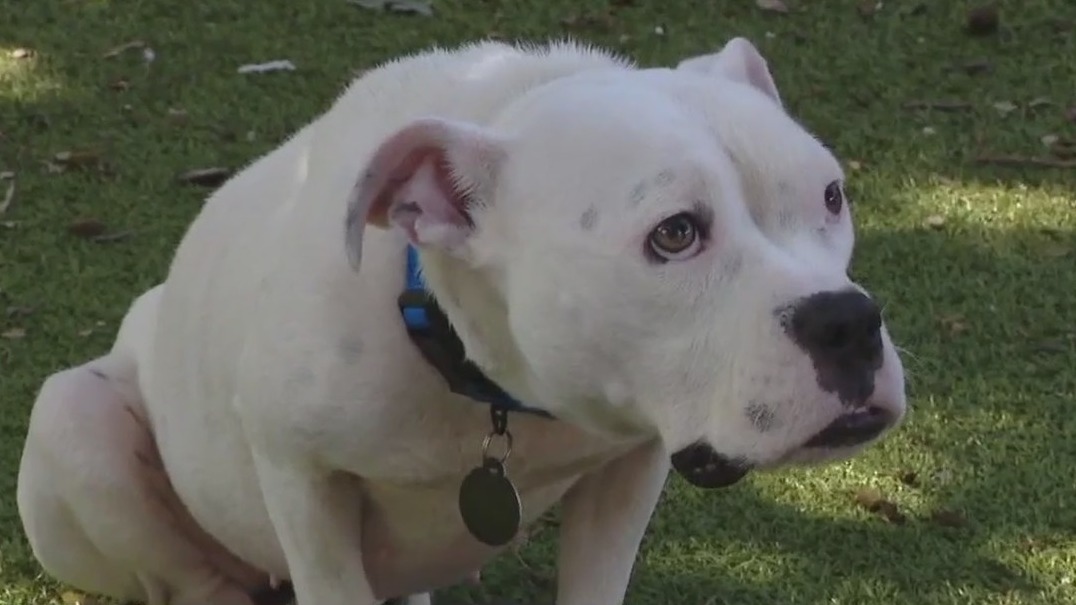 Pet of the Weekend: Moncha