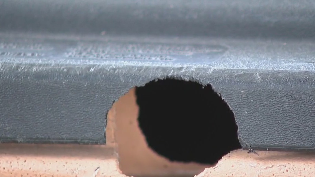 Construction causing pest problems