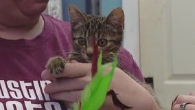 Pet of the Weekend | Meet Brain Brigade