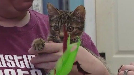 Pet of the Weekend | Meet Brain Brigade