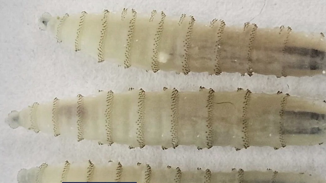 Warning over Screwworm threat in Texas