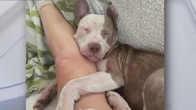 Summer at Love-A-Bull up for adoption