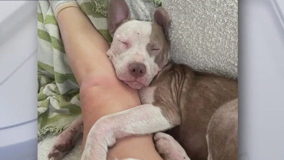 Summer at Love-A-Bull up for adoption