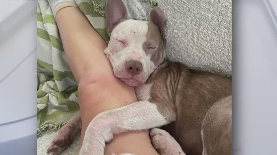 Summer at Love-A-Bull up for adoption