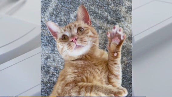 Pet of the Weekend | Meet Todd