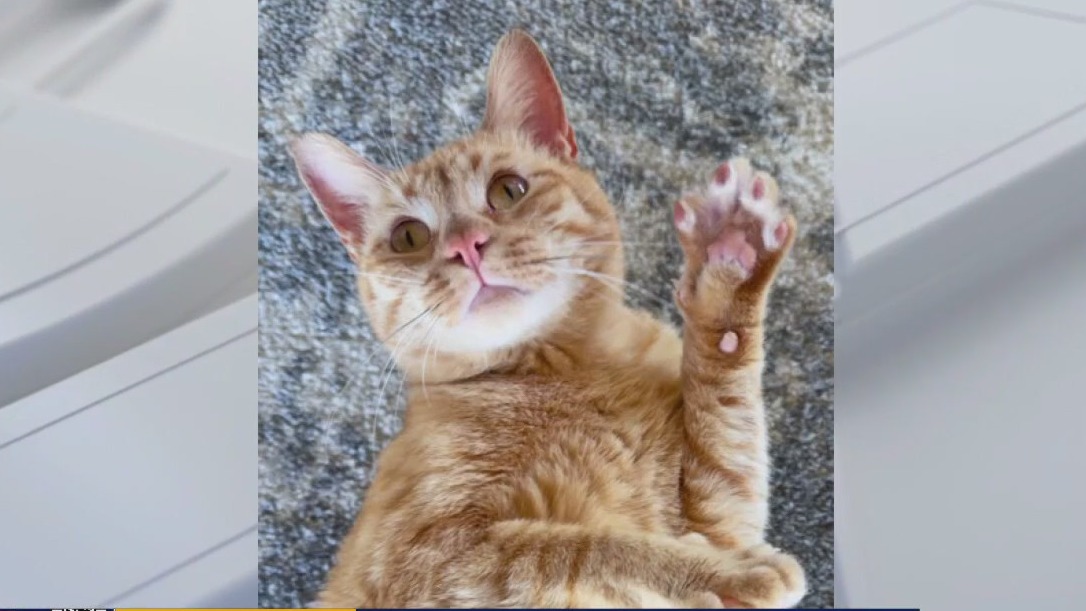 Pet of the Weekend | Meet Todd