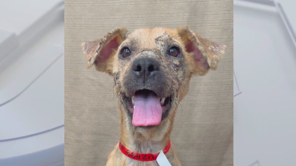 Pet of the Weekend: Lizzie