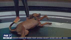 Bertha at Austin Animal Center