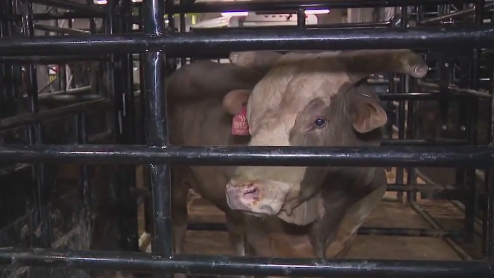 Gambler Days: PBR and Austin Gamblers return