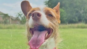 Lexi at Texas Humane Heroes