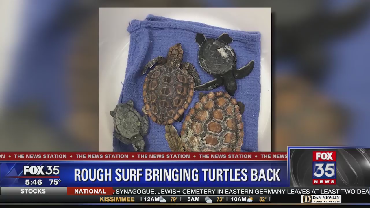 Baby turtles stranded on Brevard County beaches