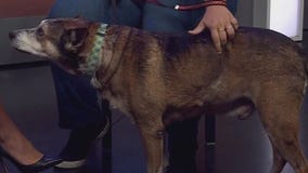 Barley at Pflugerville Animal Welfare Services