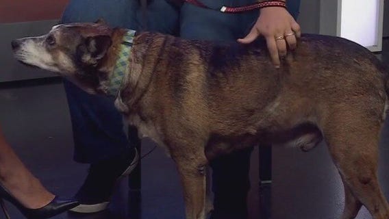 Barley at Pflugerville Animal Welfare Services