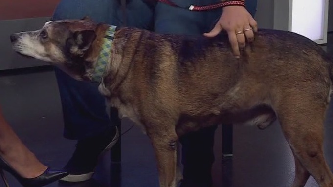 Barley at Pflugerville Animal Welfare Services