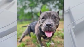 Pet of the Weekend | Meet Bunny