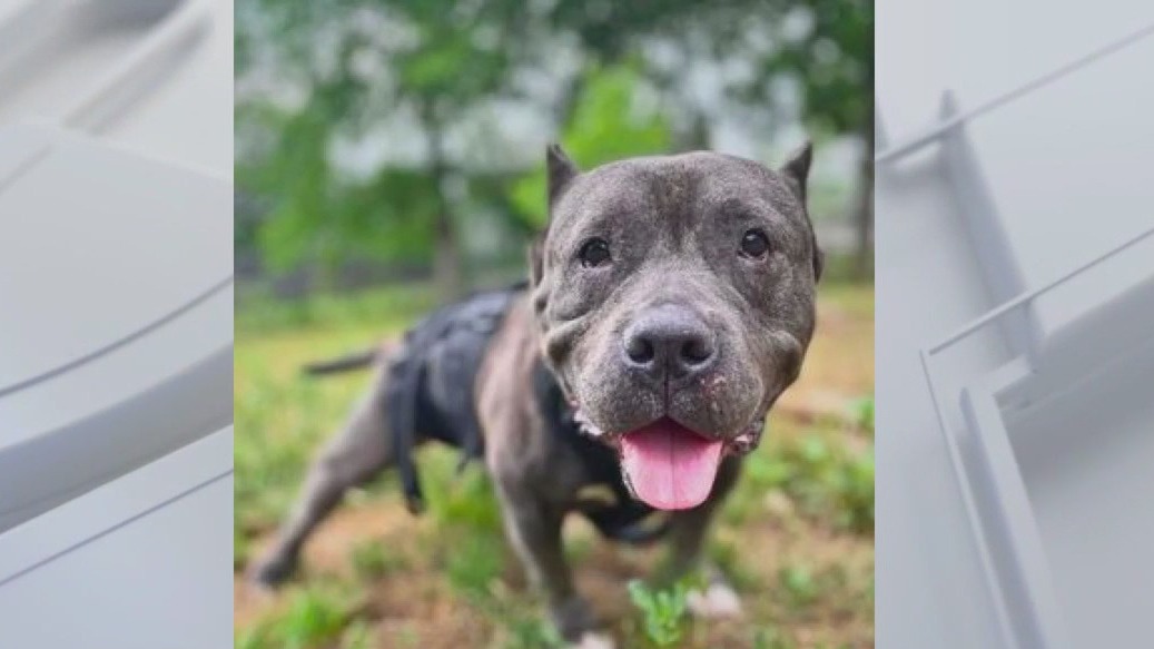 Pet of the Weekend | Meet Bunny