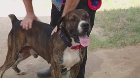 Pet of the weekend: Goosebump