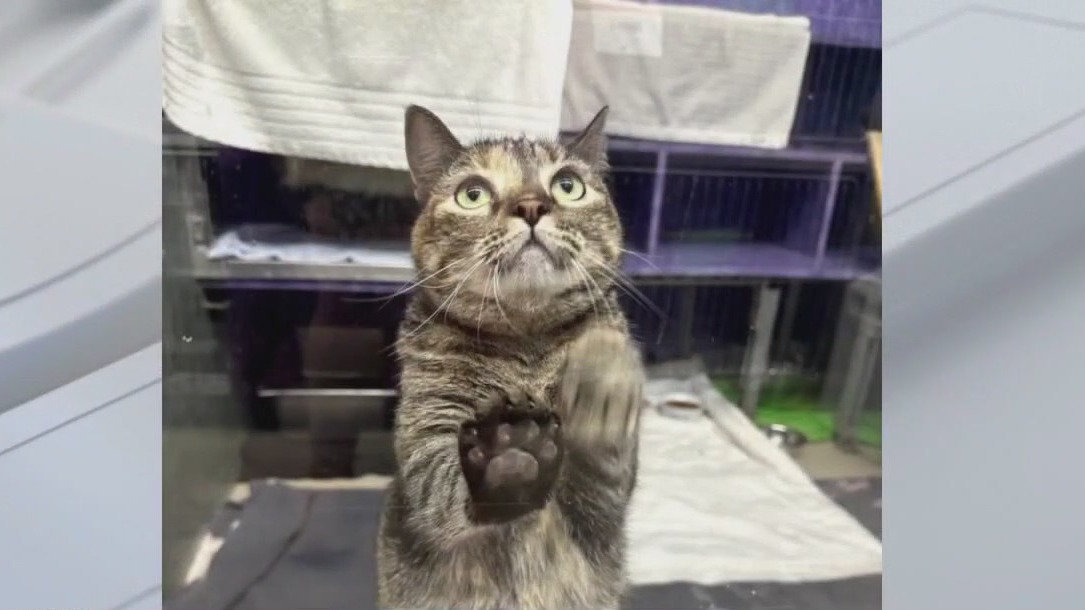 Pet of the Weekend | Winona Ryder