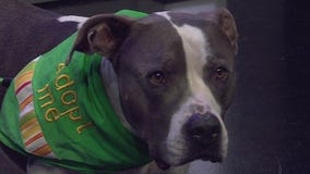 Buddy at Pflugerville Animal Welfare Services