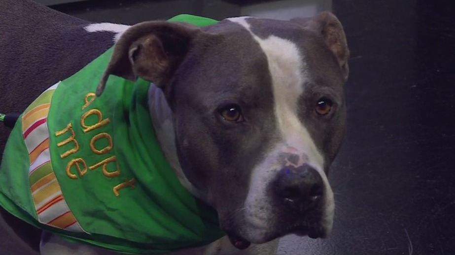 Buddy at Pflugerville Animal Welfare Services