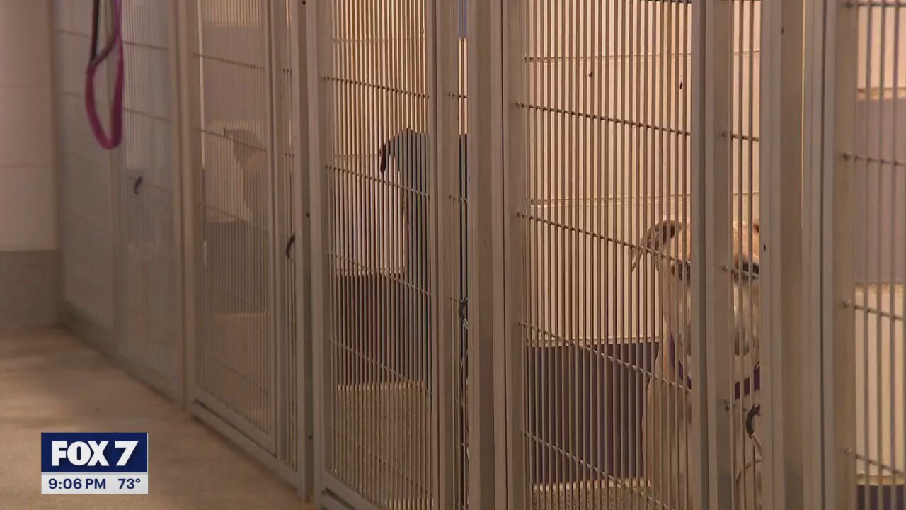 Texas pet store regulation bill fails, sparking outcry