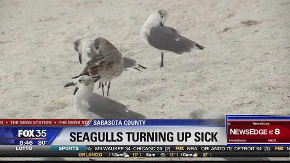 Dozens of seagulls mysteriously fall ill on Lido, Siesta Key beach