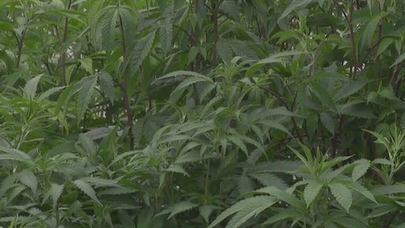 Texas will regulate hemp products containing THC
