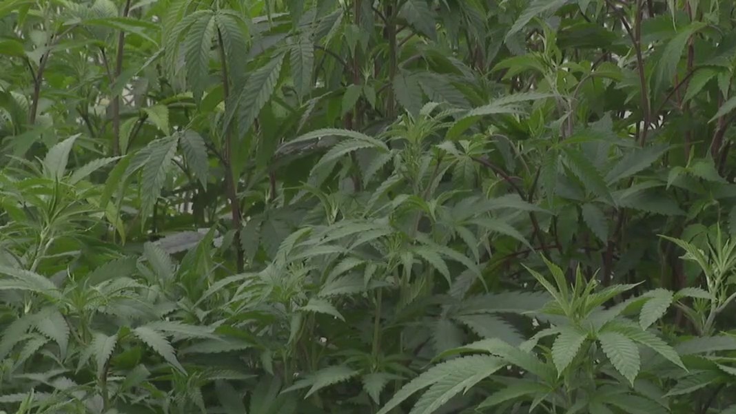 Texas will regulate hemp products containing THC