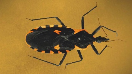 Kissing bugs: What you need to know