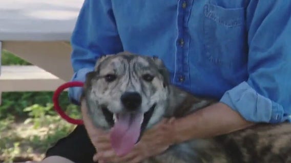 Pet of the Weekend: Russell