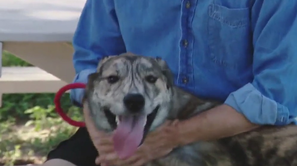 Pet of the Weekend: Russell