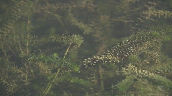 Lake Austin hydrilla growth
