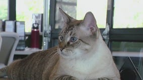 Pet of the Weekend: Mr. Koolaid Man