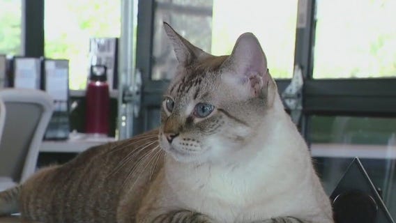 Pet of the Weekend: Mr. Koolaid Man