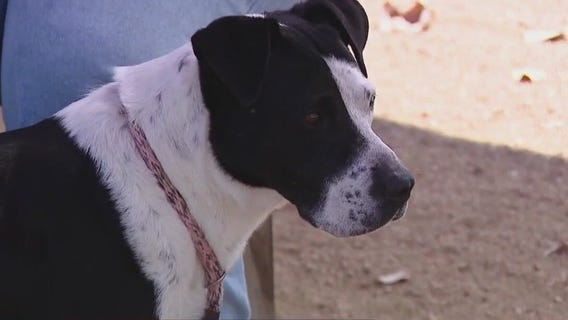 Pet of the Weekend: Rap Battle