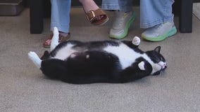 Pet of the Weekend: Meet Frank