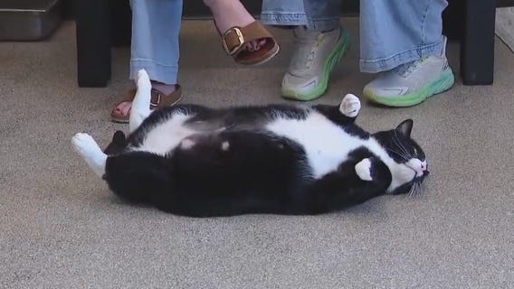 Pet of the Weekend: Meet Frank