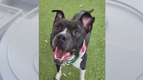 Pet of the Weekend: Meet Bruce!