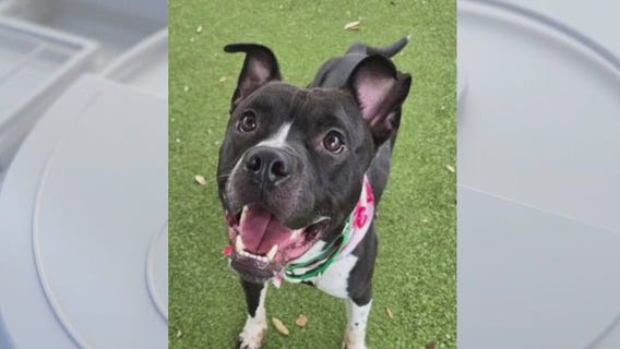 Pet of the Weekend: Meet Bruce!