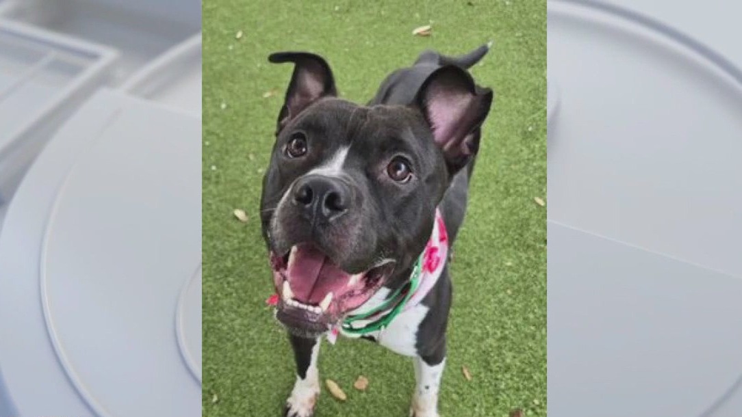 Pet of the Weekend: Meet Bruce!