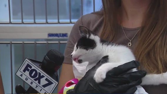 Pet of the weekend: Kitten season continues at Austin Animal Shelter