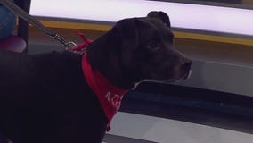 Austin Animal Center introduces Frankie