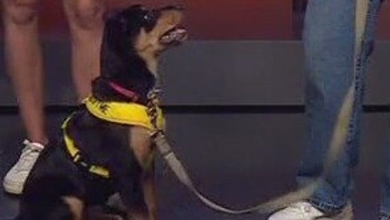 Pet of the weekend: Luna