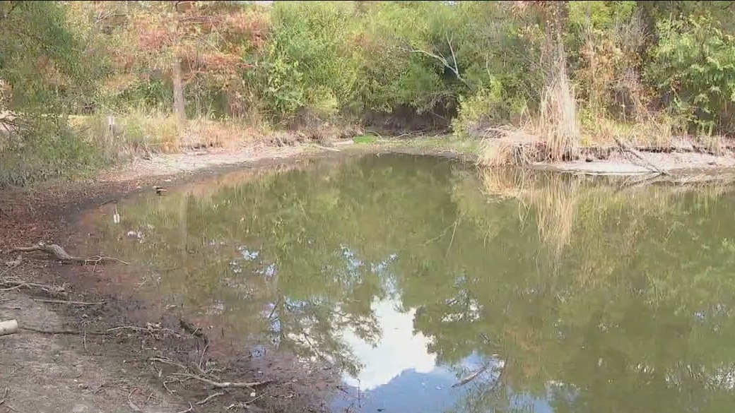 Beverly Sheffield park pond is drying up
